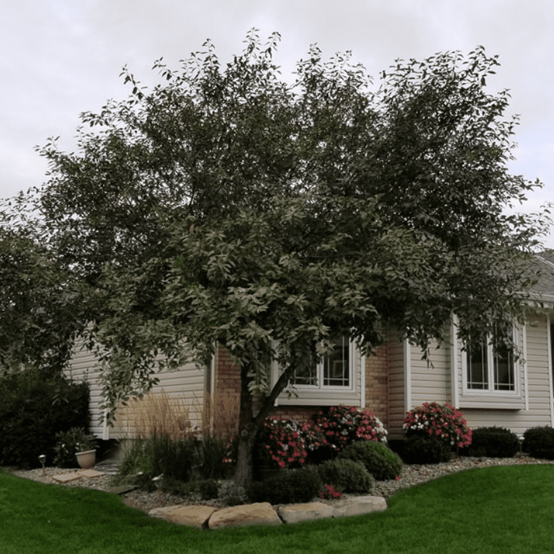 Tree Care Omaha, NE Tree Care Omaha, NE